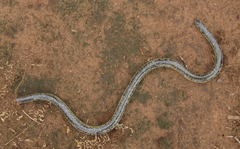 Afrotyphlops schlegelii