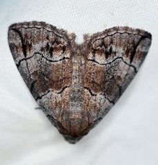 Dysbatus stenodesma