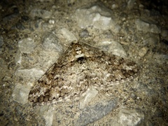 Pseuderannis lomozemia