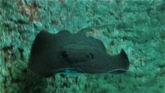 Potamotrygon magdalenae