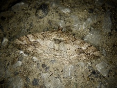 Pseuderannis lomozemia