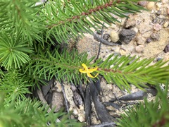 Persoonia chamaepitys