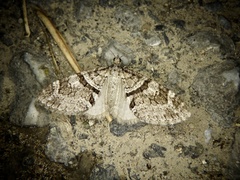 Trichopteryx terranea