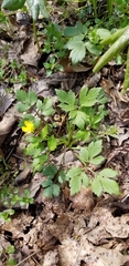 Ranunculus hispidus hispidus