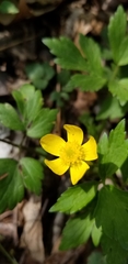 Ranunculus hispidus hispidus