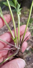 Ranunculus hispidus hispidus