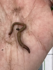 Satchellius mammalis