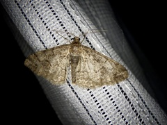 Pseuderannis lomozemia