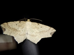 Pareclipsis gracilis