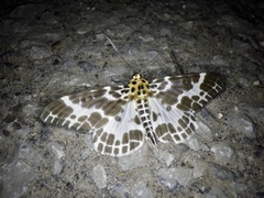 Pogonopygia nigralbata