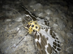 Pogonopygia nigralbata