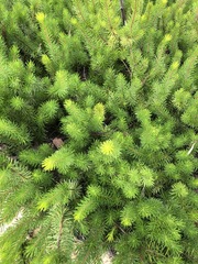 Persoonia chamaepitys