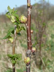 Cecidophyopsis ribis