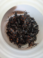 Nicrophorus nepalensis