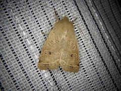 Anorthoa angustipennis