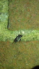 Eremocoris fenestratus