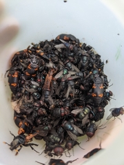 Nicrophorus nepalensis