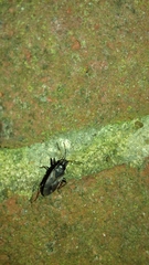 Eremocoris fenestratus