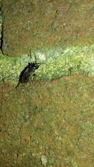 Eremocoris fenestratus