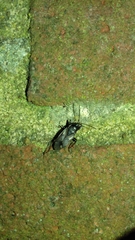 Eremocoris fenestratus