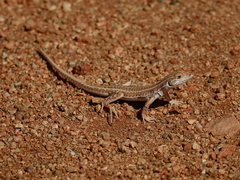 Meroles suborbitalis