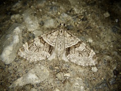 Trichopteryx terranea