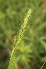 Scleria melanomphala