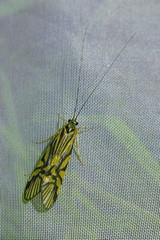 Macrostemum radiatum