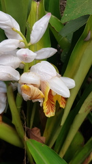 Alpinia nutans