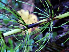 Equisetum telmateia