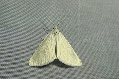 Lithostege farinata