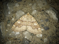 Idiotephria evanescens