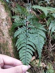 Athyrium arisanense