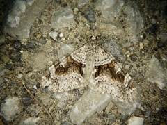 Trichopteryx terranea