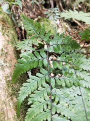 Athyrium arisanense