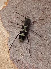 Perissus indistinctus