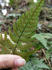 Athyrium arisanense
