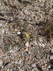 Camissoniopsis pallida