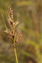 Scleria melanomphala