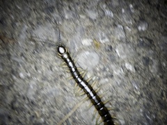 Scolopendra japonica