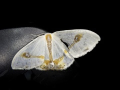 Macrocilix mysticata