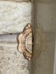 Pylargosceles steganioides