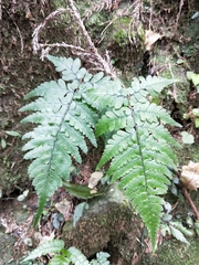 Athyrium arisanense