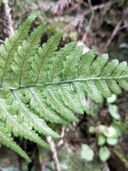 Athyrium arisanense