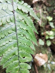 Athyrium arisanense