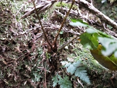 Athyrium arisanense