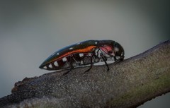 Diphucrania albosparsa