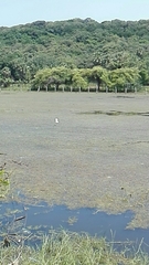 Ardeola grayii