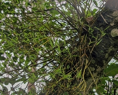 Dendrobium herbaceum