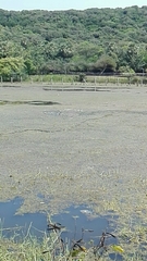 Dendrocygna javanica